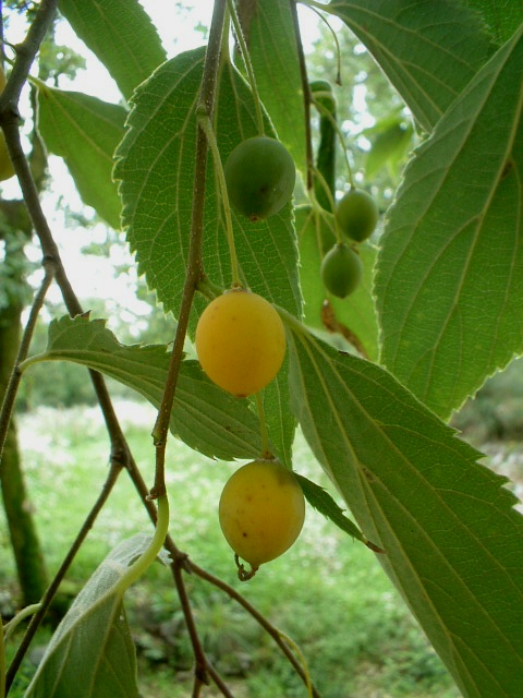 Celtis australis / Bagolaro comune